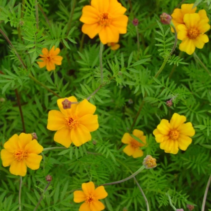 Aksamietnica rozkladitá Ground control - Tagetes patula - semená aksamietnice - 0,5 g