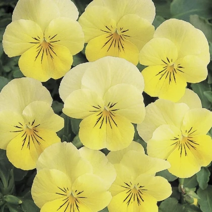 Fialka rohatá Sorbet Lemon Chiffon - Viola cornuta - semená fialky - 20 ks