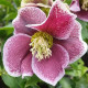 Čemerica Pretty Ellen bodkovaná - Helleborus orientalis - prostokorenné sadenice čemerice - 1 ks