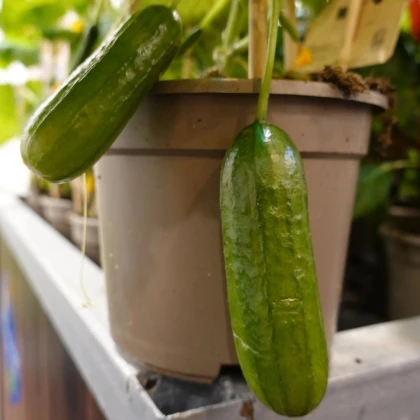 Uhorka Cascadini F1 - uhorka do kvetináča - Cucumis sativus - semená uhorky - 5 ks