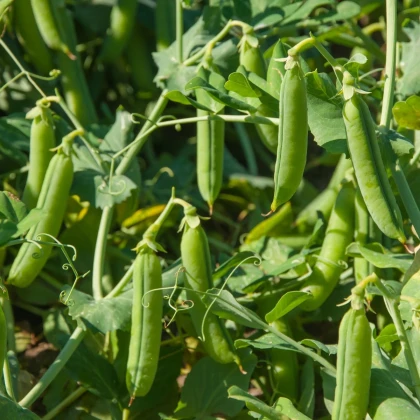 Hrach Grandera - Pisum sativum - semená hrachu - 40 ks