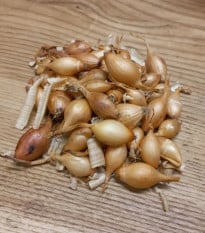 BIO Cibuľa sadzačka Sturon - Allium cepa - bio cibuľky - 250 g