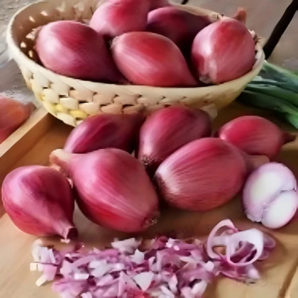 Cibuľa šalotka Schelia jarná červená - Allium cepa L. - semená cibuľa - 150 ks
