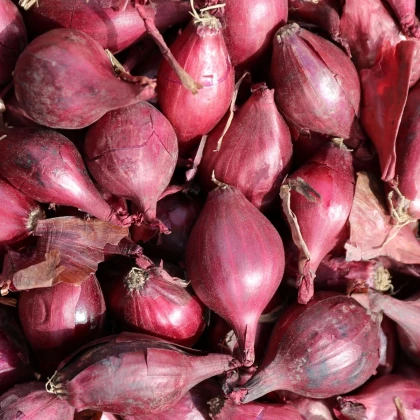 Cibuľa šalotka Schelia jarná červená - Allium cepa L. - semená cibuľa - 150 ks