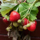 Jahoda Korona - Fragaria ananassa - voľnokorenné sadenice jahôd - 5 ks