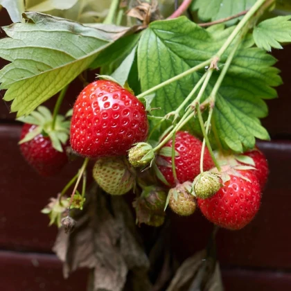Jahoda Korona - Fragaria ananassa - voľnokorenné sadenice jahôd - 5 ks
