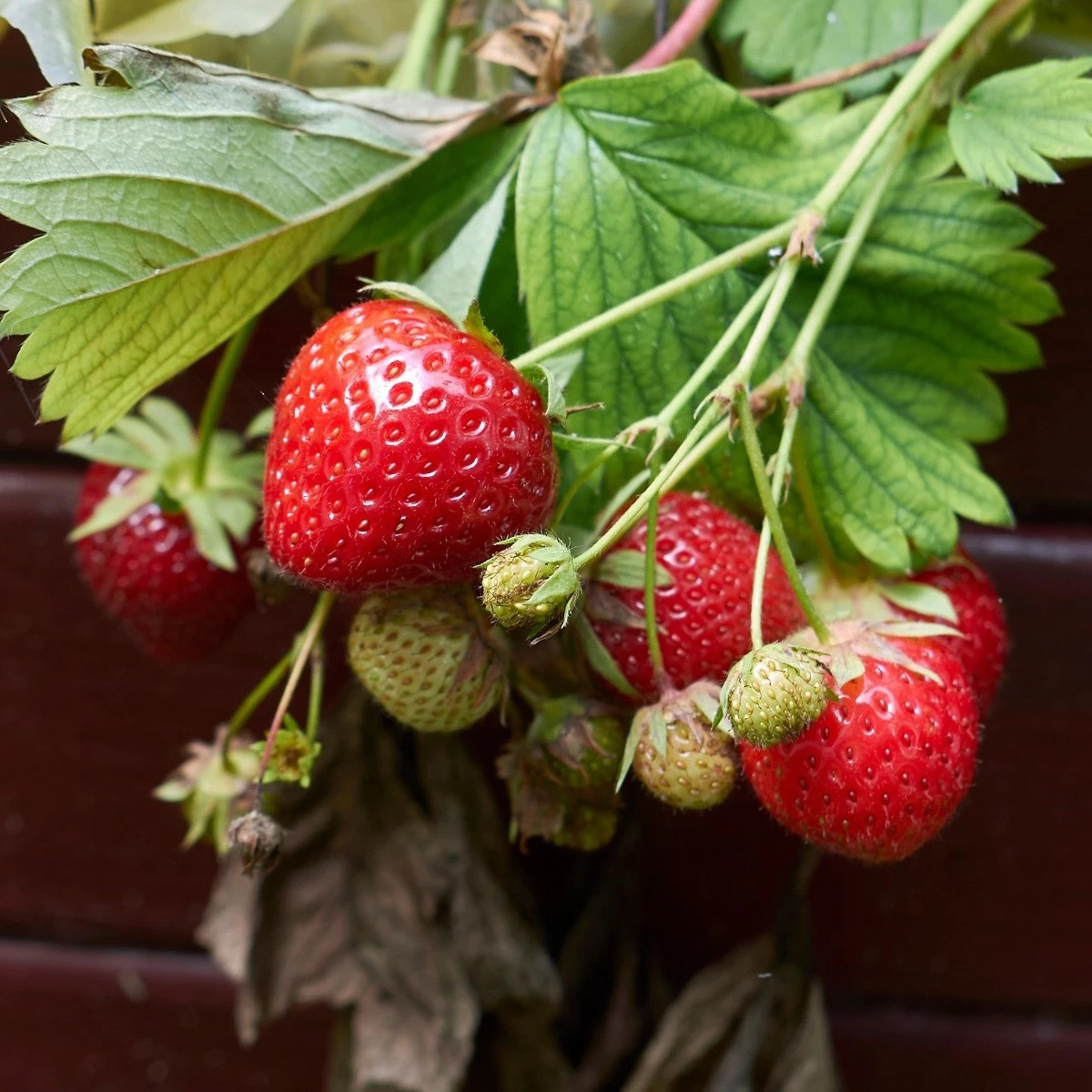 Jahoda Korona - Fragaria ananassa - voľnokorenné sadenice jahôd - 5 ks