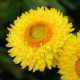 Slamienka Lemon Yellow - Helichrysum bracteosum - semená slamienky - 300 ks