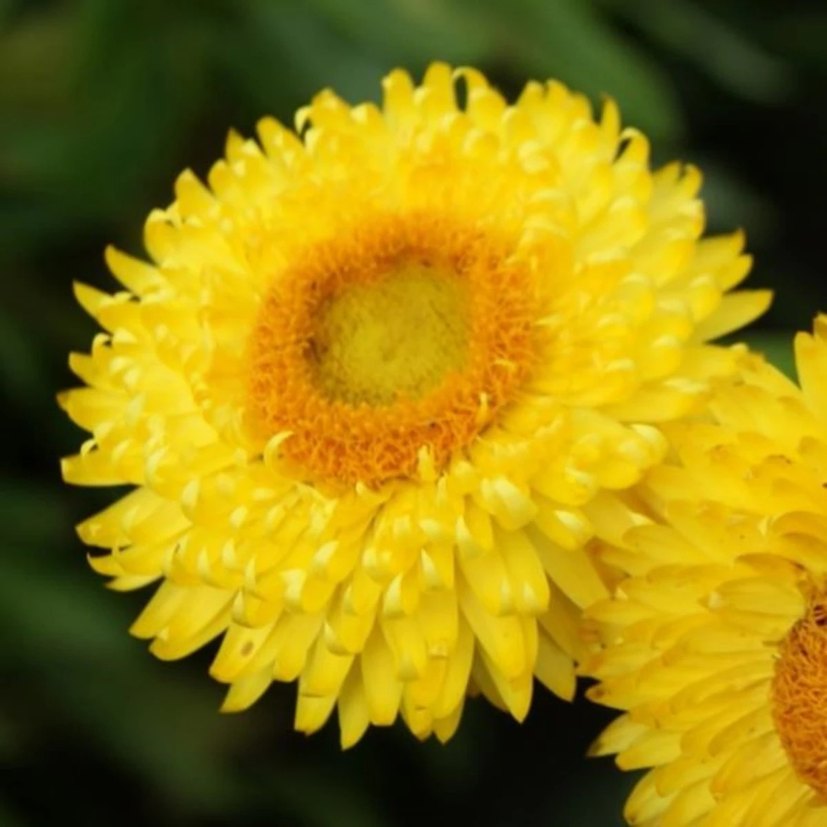 Slamienka Lemon Yellow - Helichrysum bracteosum - semená slamienky - 300 ks