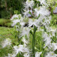 Vtáčia orchidea - Habenaria radiata - cibuľky vtáčej orchidey - 1 ks