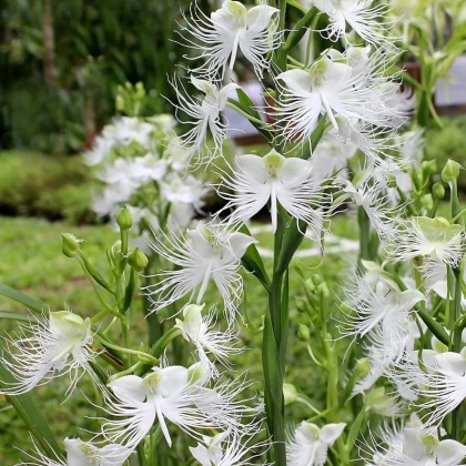 Vtáčia orchidea - Habenaria radiata - cibuľky vtáčej orchidey - 1 ks
