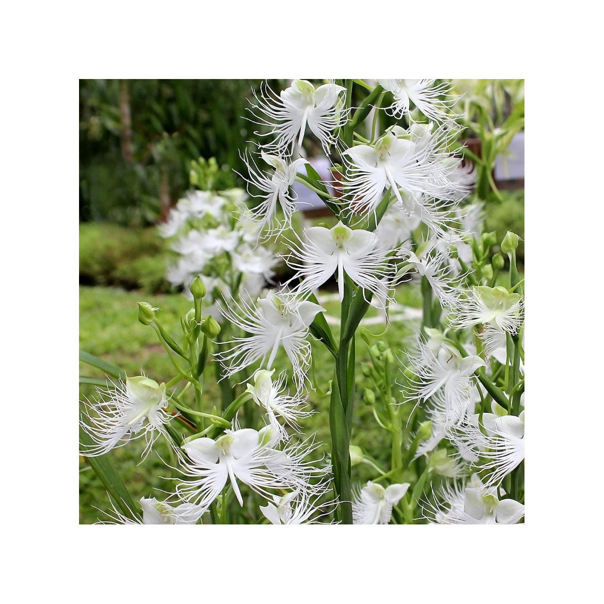 Vtáčia orchidea - Habenaria radiata - cibuľky vtáčej orchidey - 1 ks