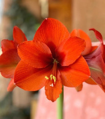 Zornica Naranja - Hippeastrum - cibuľa zornice - 1 ks