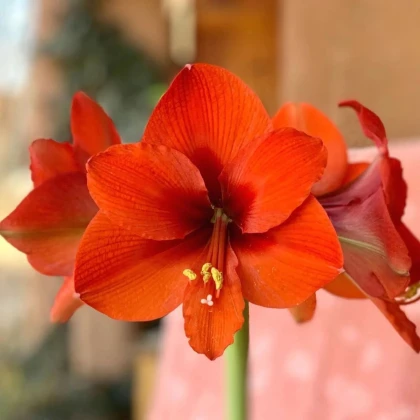 Zornica Naranja - Hippeastrum - cibuľa zornice - 1 ks