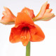 Zornica Naranja - Hippeastrum - cibuľa zornice - 1 ks