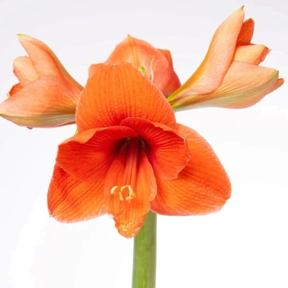 Zornica Naranja - Hippeastrum - cibuľa zornice - 1 ks
