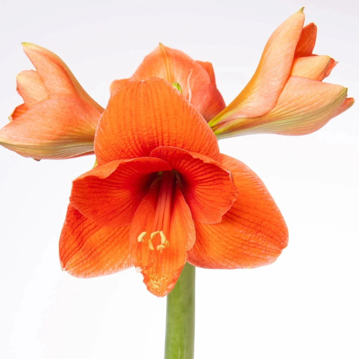 Zornica Naranja - Hippeastrum - cibuľa zornice - 1 ks