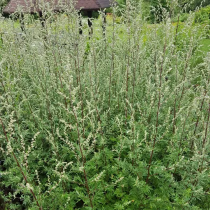 Palina obyčajná - Artemisia vulgaris - semená paliny - 250 ks