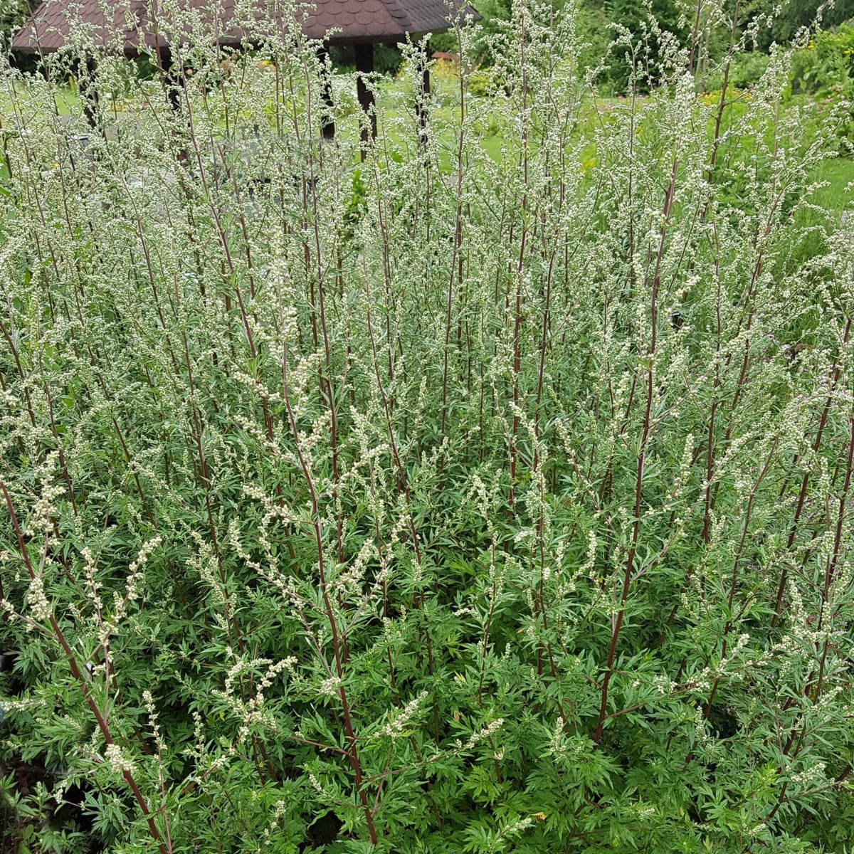 Palina obyčajná - Artemisia vulgaris - semená paliny - 250 ks
