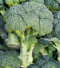 Brokolica Marathon F1 - Brassica oleracea - semená brokolice - 30 ks