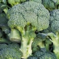 Brokolica Marathon F1 - Brassica oleracea - semená brokolice - 30 ks
