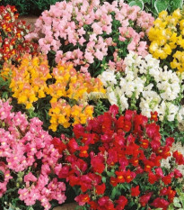 Papuľka väčšia Tom Pouce - Antirrhinum majus L. - semená papuľky - 300 ks