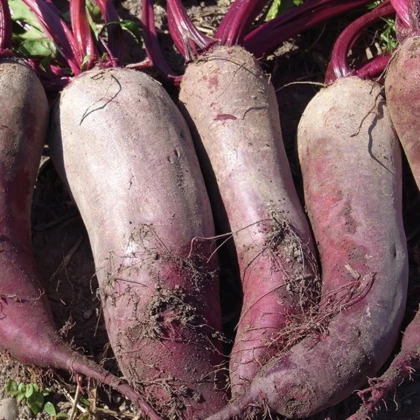 BIO Repa červená Formanova - Beta vulgaris - bio semená repy - 50 ks