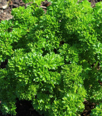 Petržlen Zelená Perla - Petroselinum crispum - semená petržlenu - 800 ks