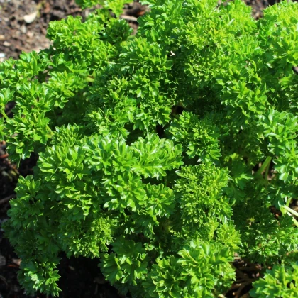 Petržlen Zelená Perla - Petroselinum crispum - semená petržlenu - 800 ks