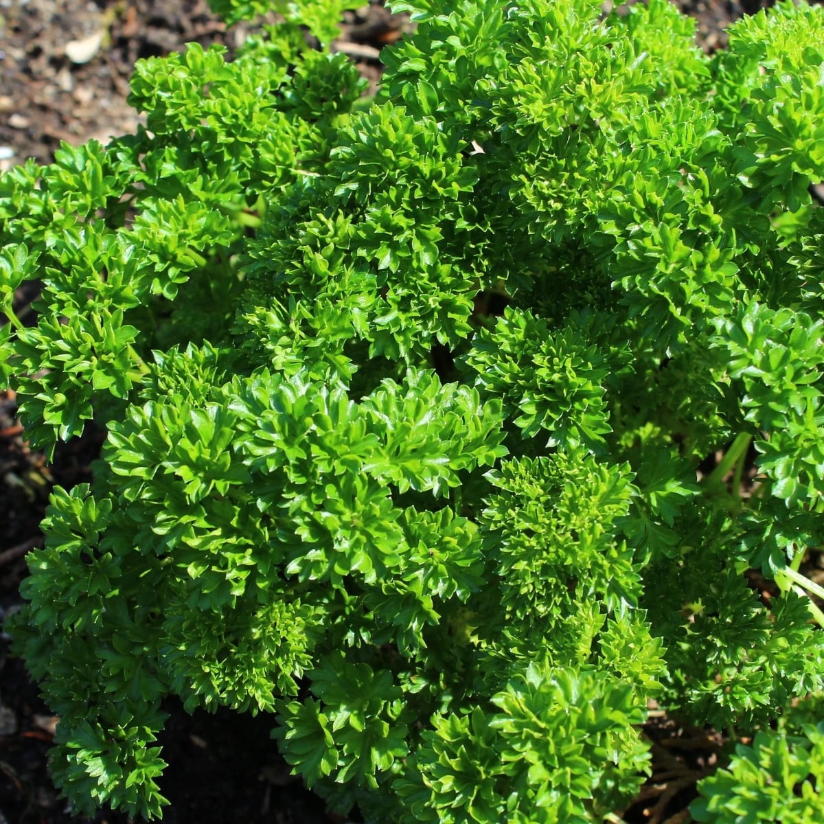 Petržlen Zelená Perla - Petroselinum crispum - semená petržlenu - 800 ks