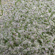 Limonka tatárska - Limonium tataricum - semená limonky - 50 ks