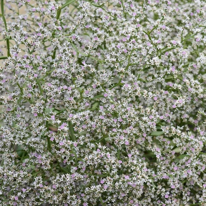 Limonka tatárska - Limonium tataricum - semená limonky - 50 ks