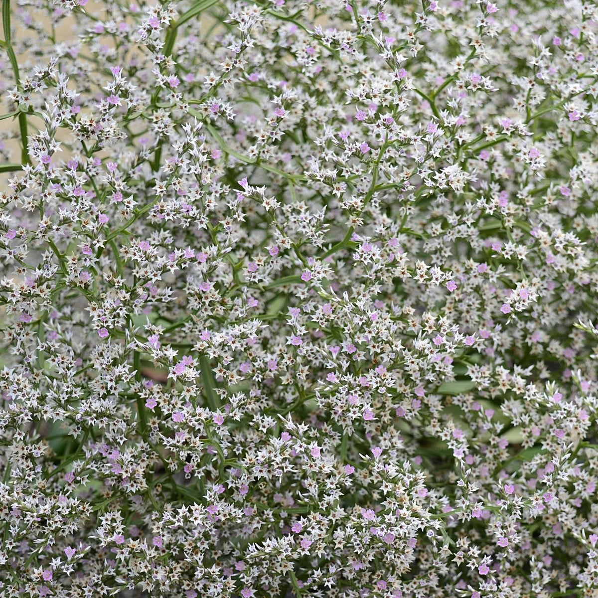 Limonka tatárska - Limonium tataricum - semená limonky - 50 ks