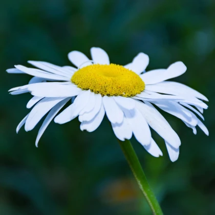 Margaréta trávolistá - Leucanthemum graminifolium - semená margaréty - 50ks