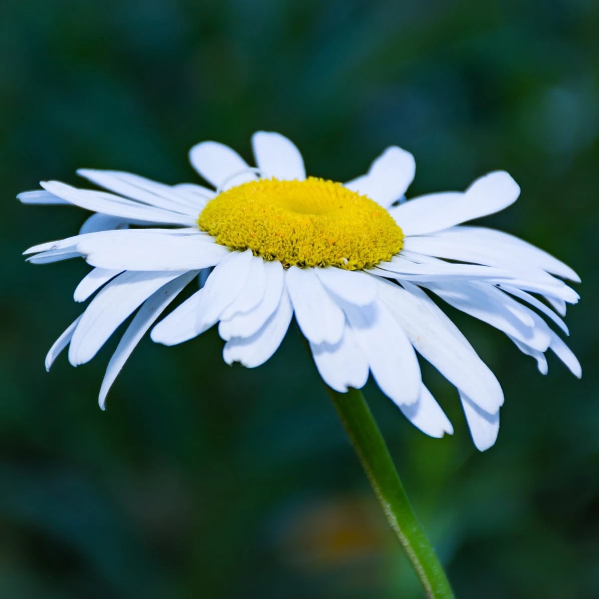 Margaréta trávolistá - Leucanthemum graminifolium - semená margaréty - 50ks