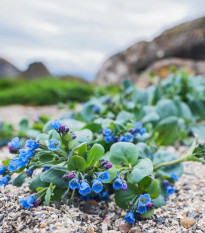 Mertenzia prímorská Silver Ocean blue - Mertensia maritima - semená mertenzie - 50 ks