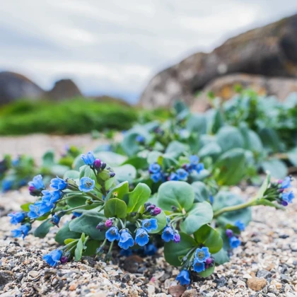 Mertenzia prímorská Silver Ocean blue - Mertensia maritima - semená mertenzie - 50 ks