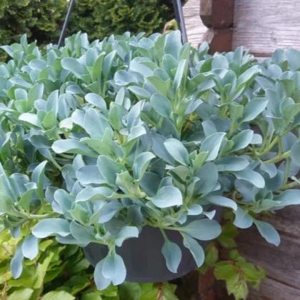 Mertenzia prímorská Silver Ocean blue - Mertensia maritima - semená mertenzie - 50 ks