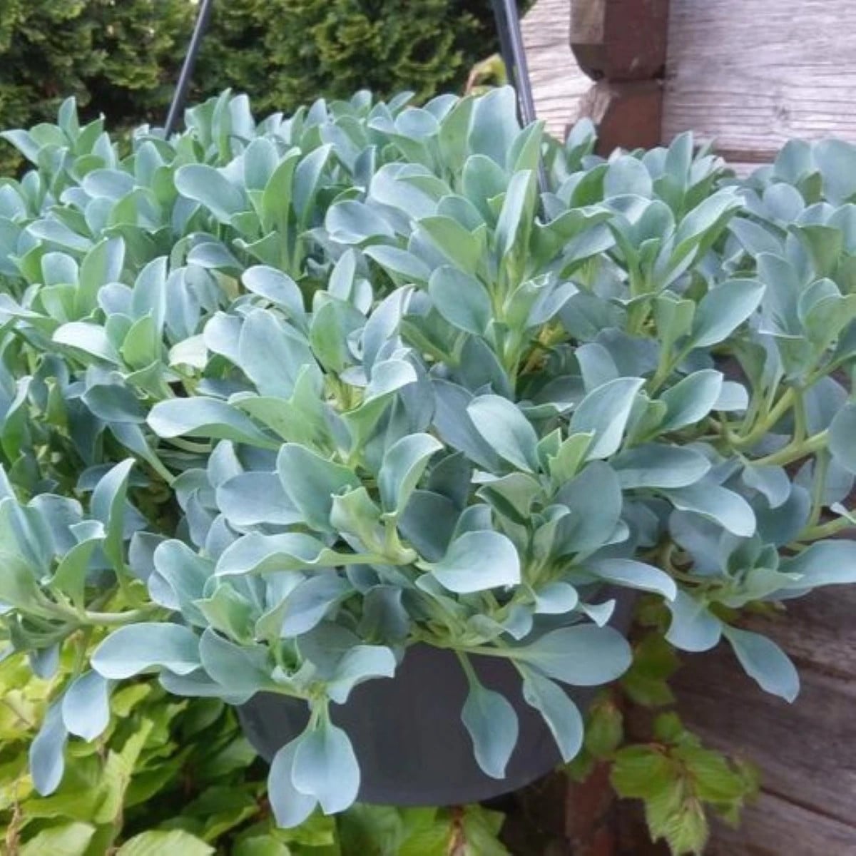 Mertenzia prímorská Silver Ocean blue - Mertensia maritima - semená mertenzie - 50 ks