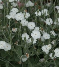 Kukučka vencová White - Lychnis coronaria - semená kukučky - 100 ks
