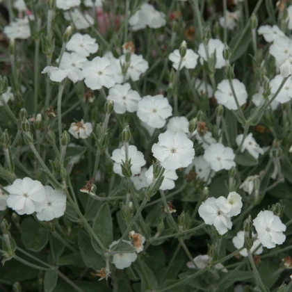 Kukučka vencová White - Lychnis coronaria - semená kukučky - 100 ks