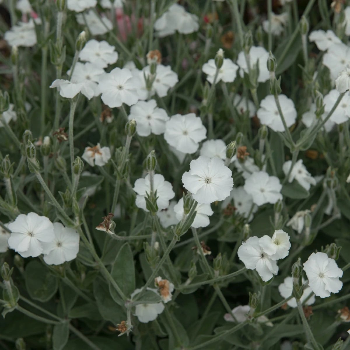 Kukučka vencová White - Lychnis coronaria - semená kukučky - 100 ks