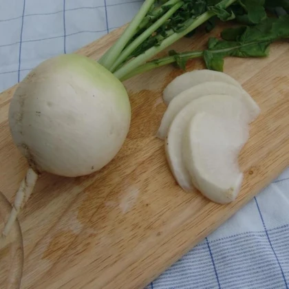 Reďkev Acord - Raphanus sativus - semená reďkve - 150 ks