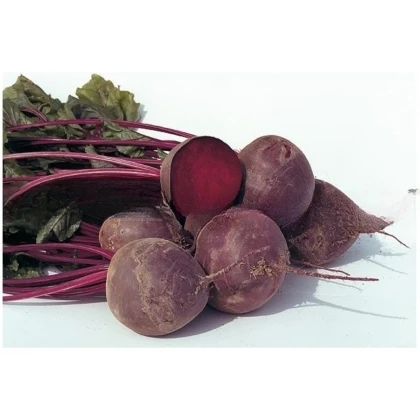 BIO Červená repa Boro F1 - Beta vulgaris - semená repy - 50 ks