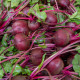 BIO Červená repa Boro F1 - Beta vulgaris - semená repy - 50 ks