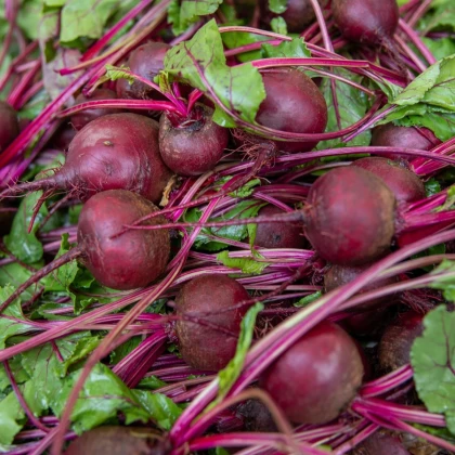BIO Červená repa Boro F1 - Beta vulgaris - semená repy - 50 ks