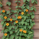 Tunbergia krídlatá - Susie oranžová - Thunbergia alata - semená - 12 ks