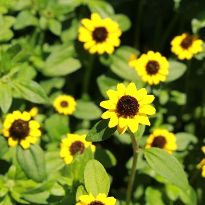BIO Vitálka položená - Sanvitalia procumbens - bio semená vitálky - 60 ks