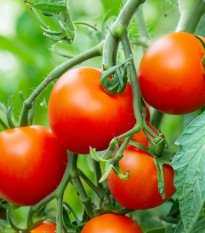 Paradajka Dalimil - Solanum lycopersicum - semená paradajky - 0,1 g