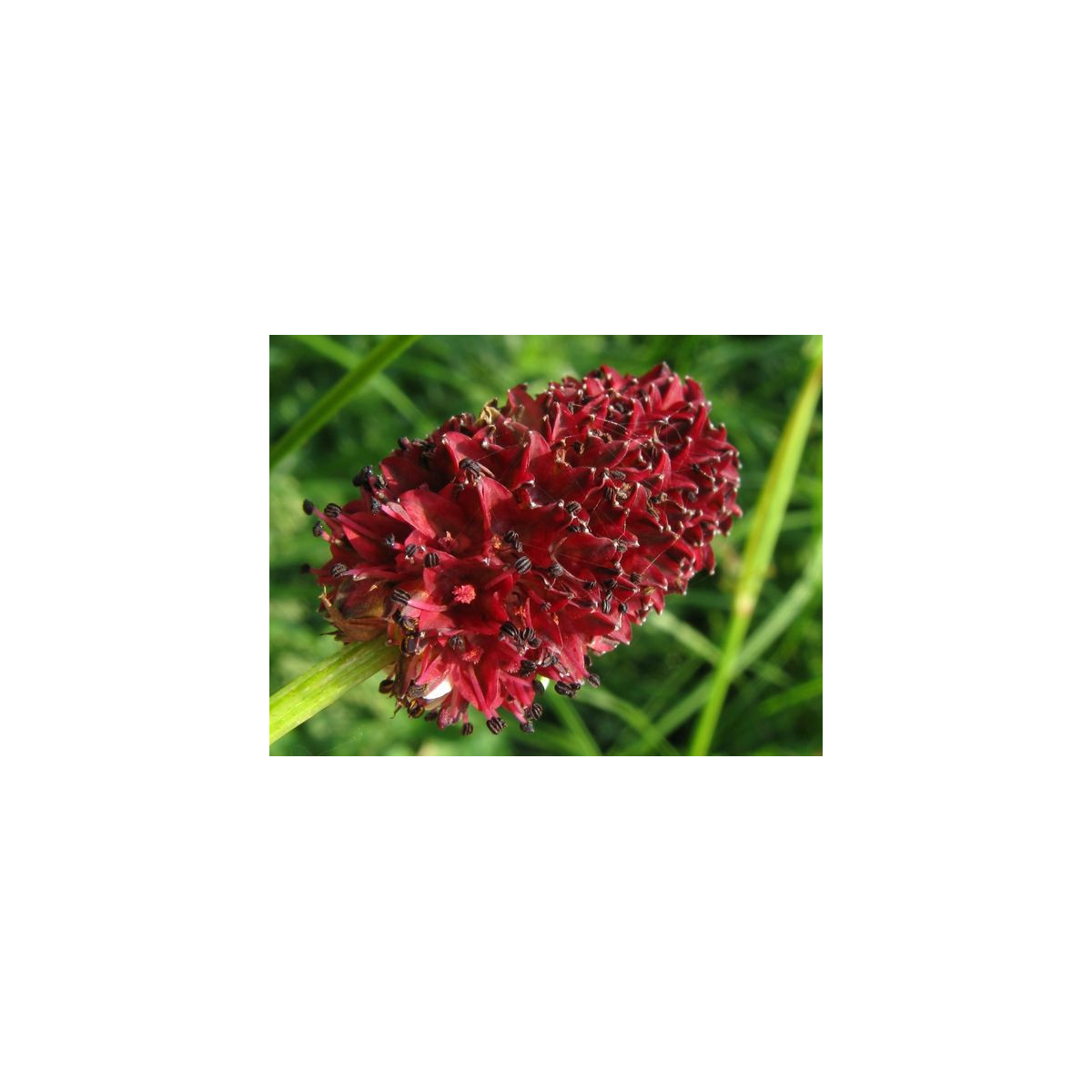 Krvavec lekársky - Sanguisorba officinalis - semená krvavca - 8 ks